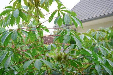 Bahçede su damlası olan manyok ya da manyok bitkisi.