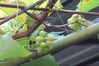 Üzüm bağında yeşil üzümler, yakın plan.