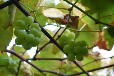 Üzüm bağında yeşil üzümler, yakın plan.