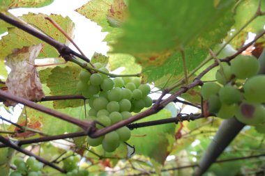Üzüm bağında yeşil üzümler, yakın plan.