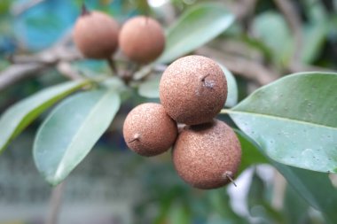 Sapodilla meyvesi Endonezya 'nın bahçesindeki ağaçta.