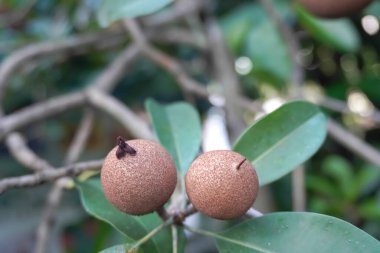 Sapodilla meyvesi Endonezya 'nın bahçesindeki ağaçta.