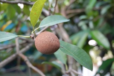 Sapodilla meyvesi Endonezya 'nın bahçesindeki ağaçta.