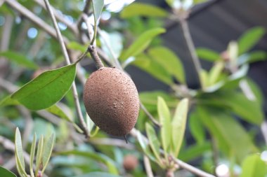 Sapodilla meyvesi Endonezya 'nın bahçesindeki ağaçta.