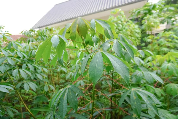 Bahçede su damlası olan manyok ya da manyok bitkisi.
