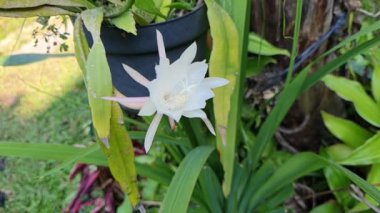 Bahçesinde yeşil yapraklar olan Epiphyllum pumilum adlı süs bitkisi.