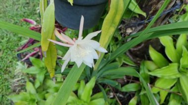 Bahçesinde yeşil yapraklar olan Epiphyllum pumilum adlı süs bitkisi.