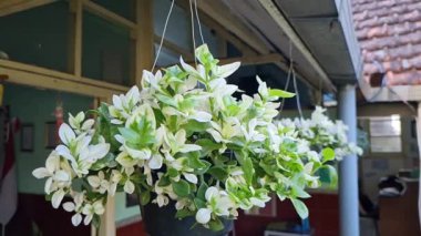 Süslü bir bitki. Bebek güneş gülü. Asılı bir tencerede yeşil yapraklar var.