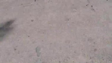 Kenarında güzel ağaçlar olan bir seyahat videosu