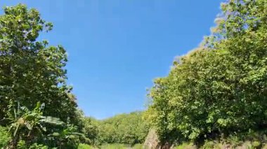 Kenarında güzel ağaçlar olan bir seyahat videosu