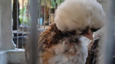 Kahverengi ve beyaz kafesli kafeste iki kuyruklu evcil tavuklar.