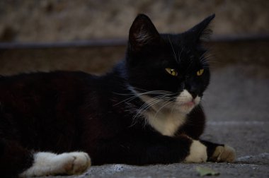 Kaldırımda bir sokak kedisi yan tarafa bakıyor.