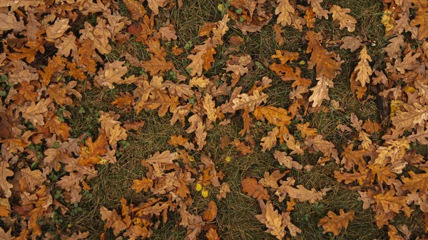 森の中の草の上に落ちた秋の葉 — ストック写真