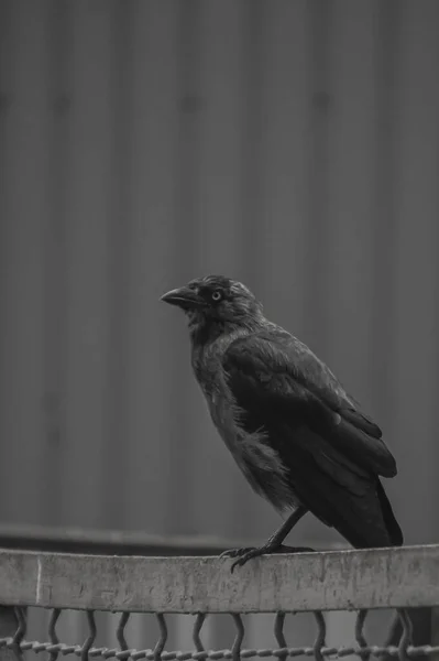 Ворона Железном Заборе — стоковое фото