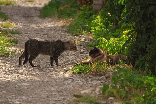Kedisi Sokak Kedisi Tanıştı — Stok fotoğraf