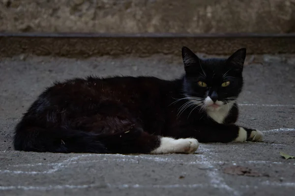Pouliční Kočka Chodníku Dívá Kamery — Stock fotografie