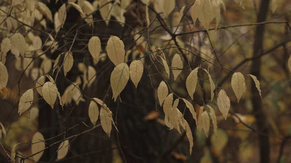 Жовте Листя Осінньому Лісі — стокове фото