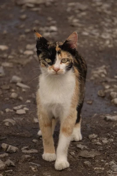 Вулична Кішка Дорозі Дивиться Камеру — стокове фото
