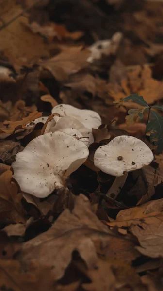 Weiße Pilze Zwischen Abgefallenen Blättern — Stockfoto