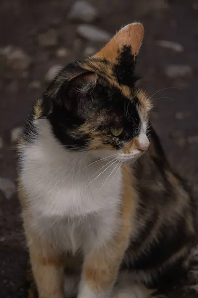 Uliczny Kot Drodze Patrzy Bok — Zdjęcie stockowe