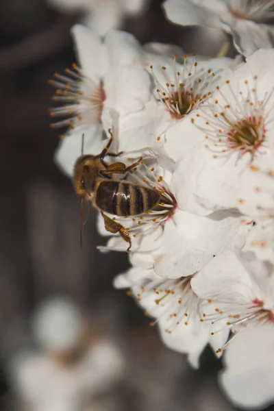 Eine Biene Auf Einem Blühenden Baum — Stockfoto