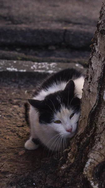 Schwarze Und Weiße Katze Baum — Stockfoto