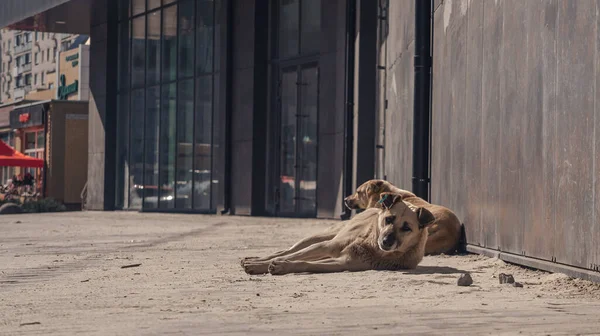 Sokak Köpekleri Güneşte Güneşleniyor — Stok fotoğraf