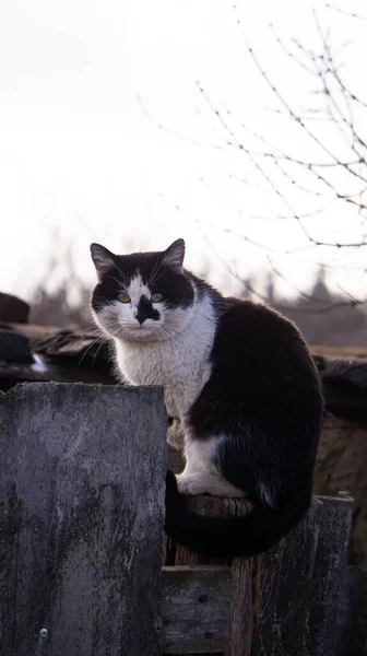 Czarno Biały Kot Drewnianym Płocie — Zdjęcie stockowe