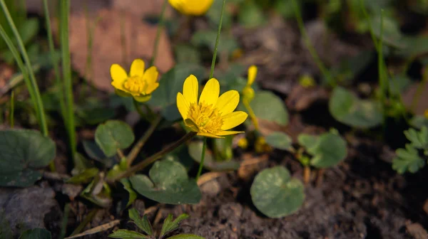 Żółty Kwiat Ziemi — Zdjęcie stockowe