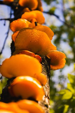 Ağaçta turuncu mantarlar