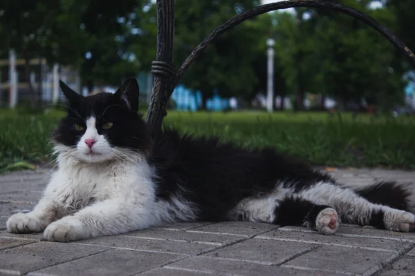 Кот Скамейкой Парке — стоковое фото