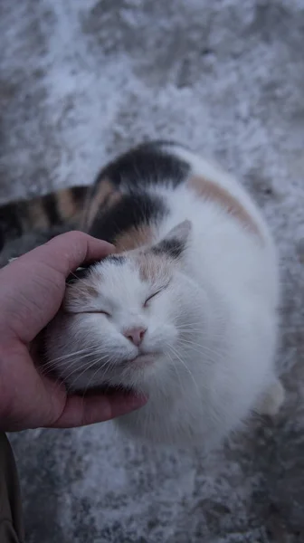 Cat Caresses Hand — Stock Photo, Image