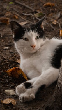 Kedi yerde yatar ve bakar.