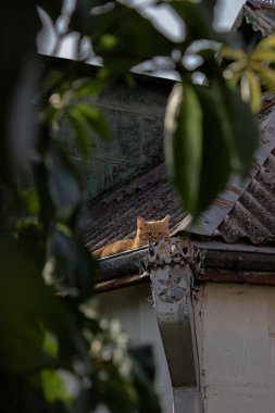 Eski bir çatıda kırmızı bir kedi