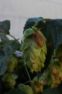 Sabah çiğ tanesinde zıplayan meyve