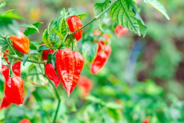 Bahçedeki Bhut Jolokia 'yı kapat. Hayalet acı biberi dünyada çok sıcak..