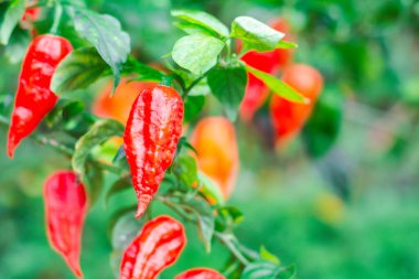 Bahçedeki Bhut Jolokia 'yı kapat. Hayalet acı biberi dünyada çok sıcak..