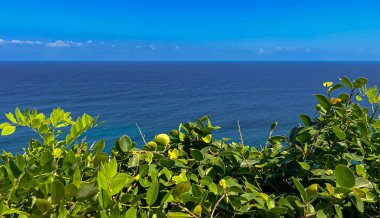 Uluwatu, Bali, Endonezya Deniz ve Bitkileri