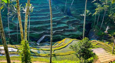 Bali adasında güzel pirinç terasları