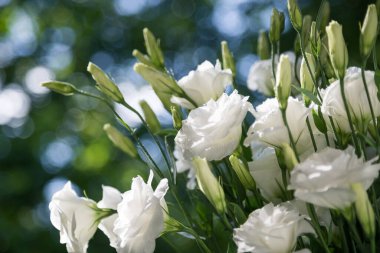 Close up of a bouquet of fresh white eustoma on a blur background sunny day. Bunch of flowers.