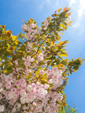 Close up of beautiful pink cherry blossom or sakura tree. Blooming soft pastel color flowers of Japanese cherry. Cherry blossom trees in Odesa, Ukraine