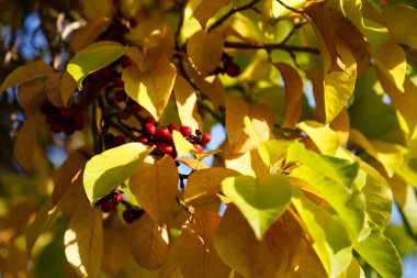 Sonbaharda Magnolia ağacının sarı ve turuncu dalları. Manolya tohumları ve meyveler ağaçta