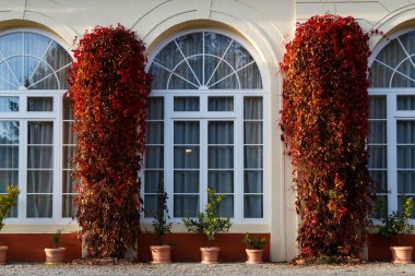 Romanya 'nın Avrig kentindeki Brukenthal Sarayı' nda geniş kemerli pencereler yabani üzümlerle çerçevelenmiş