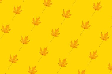 Turuncu akçaağaç sarı arkaplanda iz bırakır.