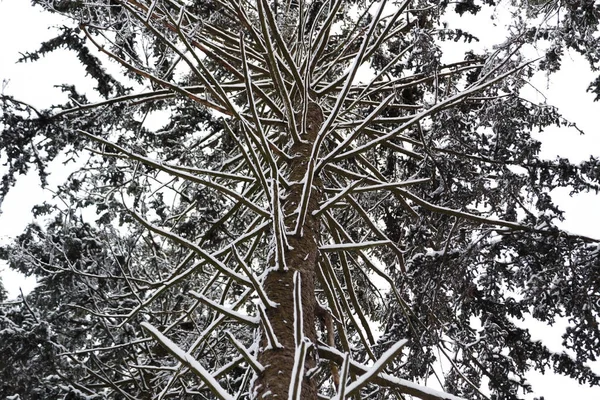 Zbliżenie Pnia Jodły Gałęzi Pokrytych Śniegiem Lesie Zimowym Fotografowanych Dołu — Zdjęcie stockowe