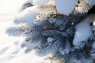 Köknar ağacının köknar dalını kapatın. Sabah kış ormanlarında kar ve buzuldan sonra istifle kaplayın. Gerçek kış ve Noel tatili geçmişi