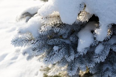 Köknar ağacının köknar dalını kapatın. Sabah kış ormanlarında kar ve buzuldan sonra istifle kaplayın. Gerçek kış ve Noel tatili geçmişi