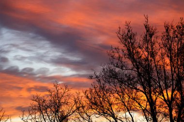 Büyüleyici pembe, turuncu ve menekşe bulutlar gündoğumunda gökyüzü ağaçların arkasında, günbatımında arka plan