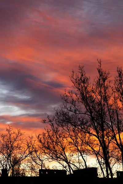 A stunning pink, orange and violet clouds at sunrise sky behind trees, sunset city background
