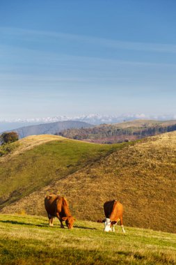 Romanya 'nın Paltinis kentindeki Karpat Dağları' nda güneşli bir günde, iki kahverengi inek yeşil çimlerde böcek ilacı içmeden otluyor.